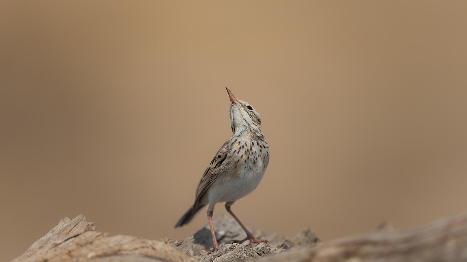 CERU-Celebrating Bird Diversity103