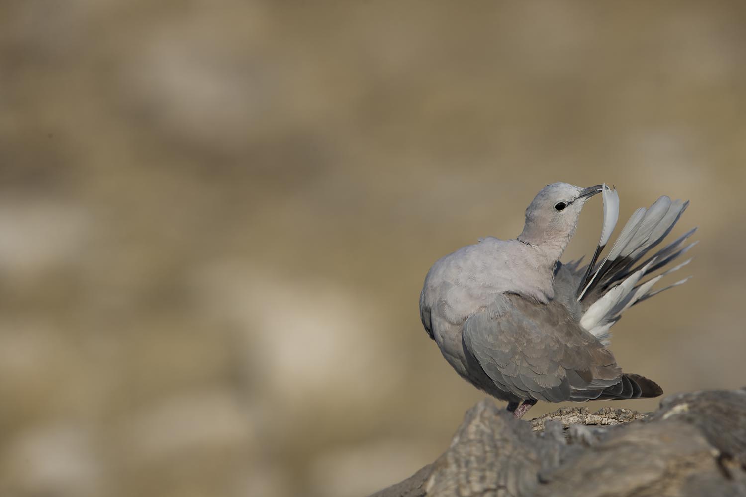 CERU-Celebrating Bird Diversity104