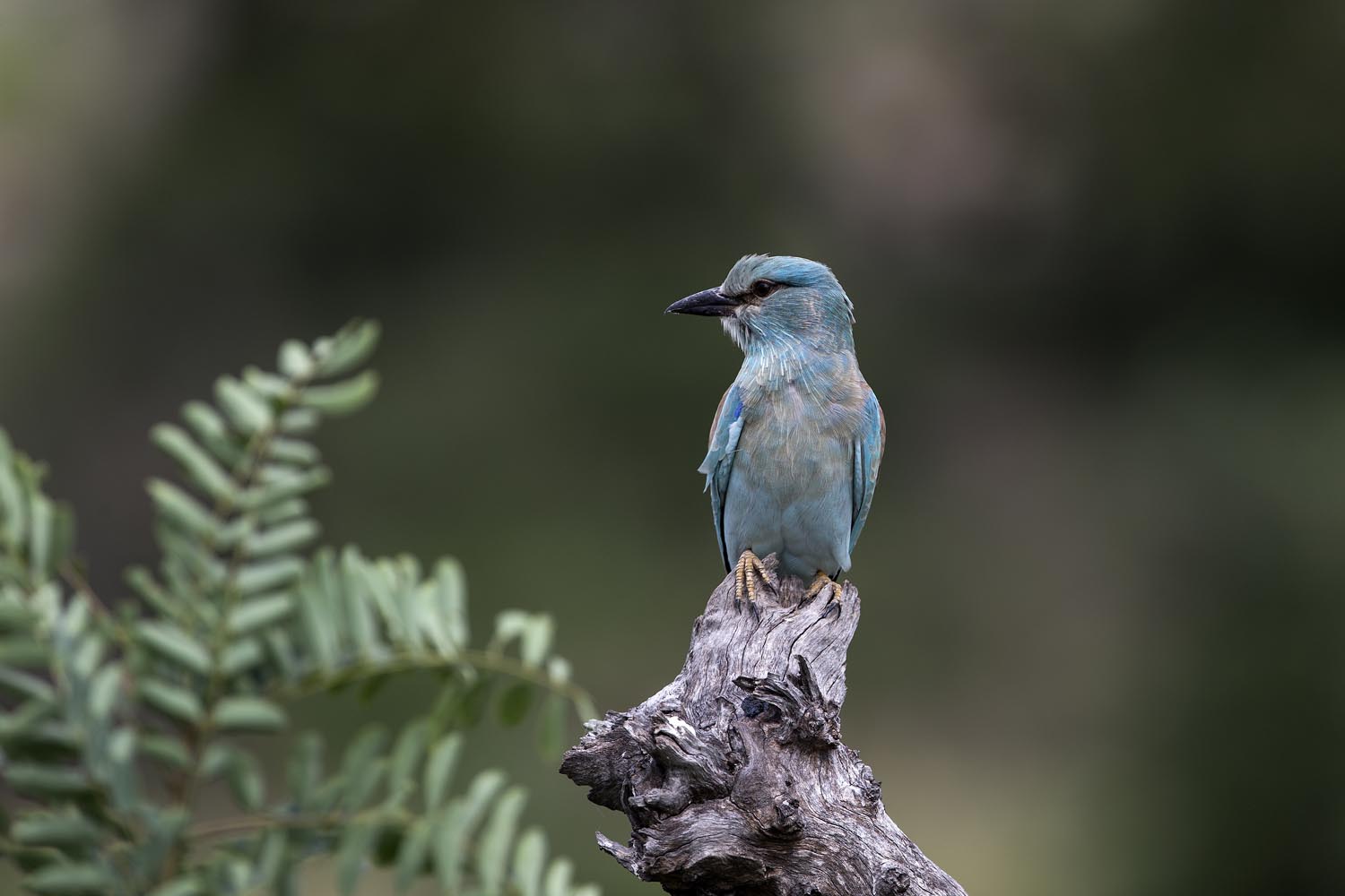 CERU-Celebrating Bird Diversity105