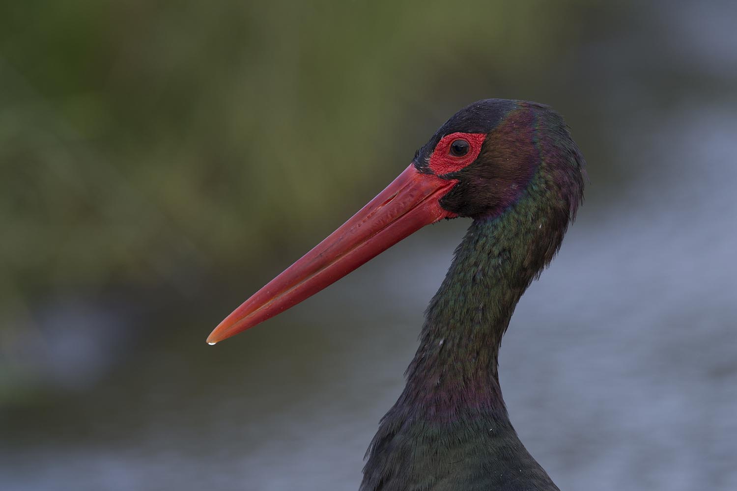 CERU-Celebrating Bird Diversity106