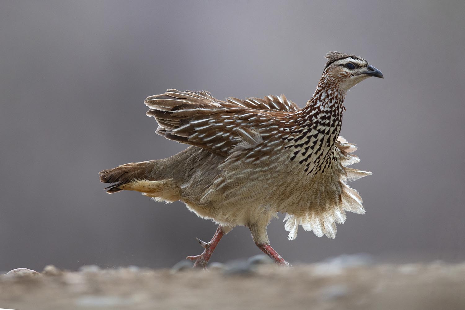 CERU-Celebrating Bird Diversity107