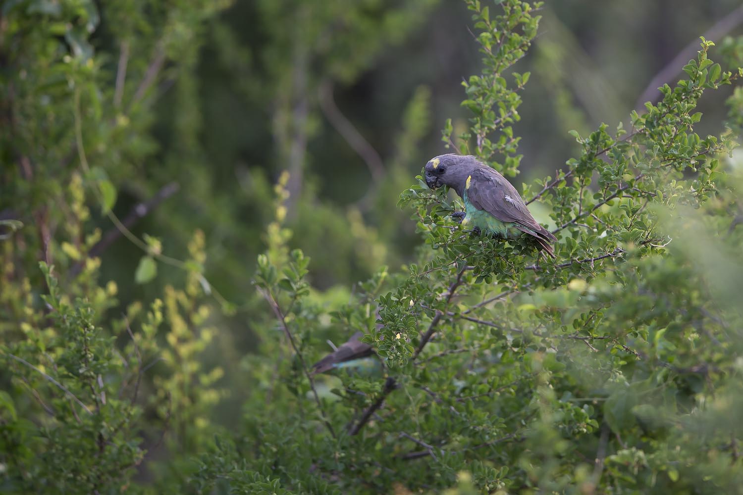 CERU-Celebrating Bird Diversity108