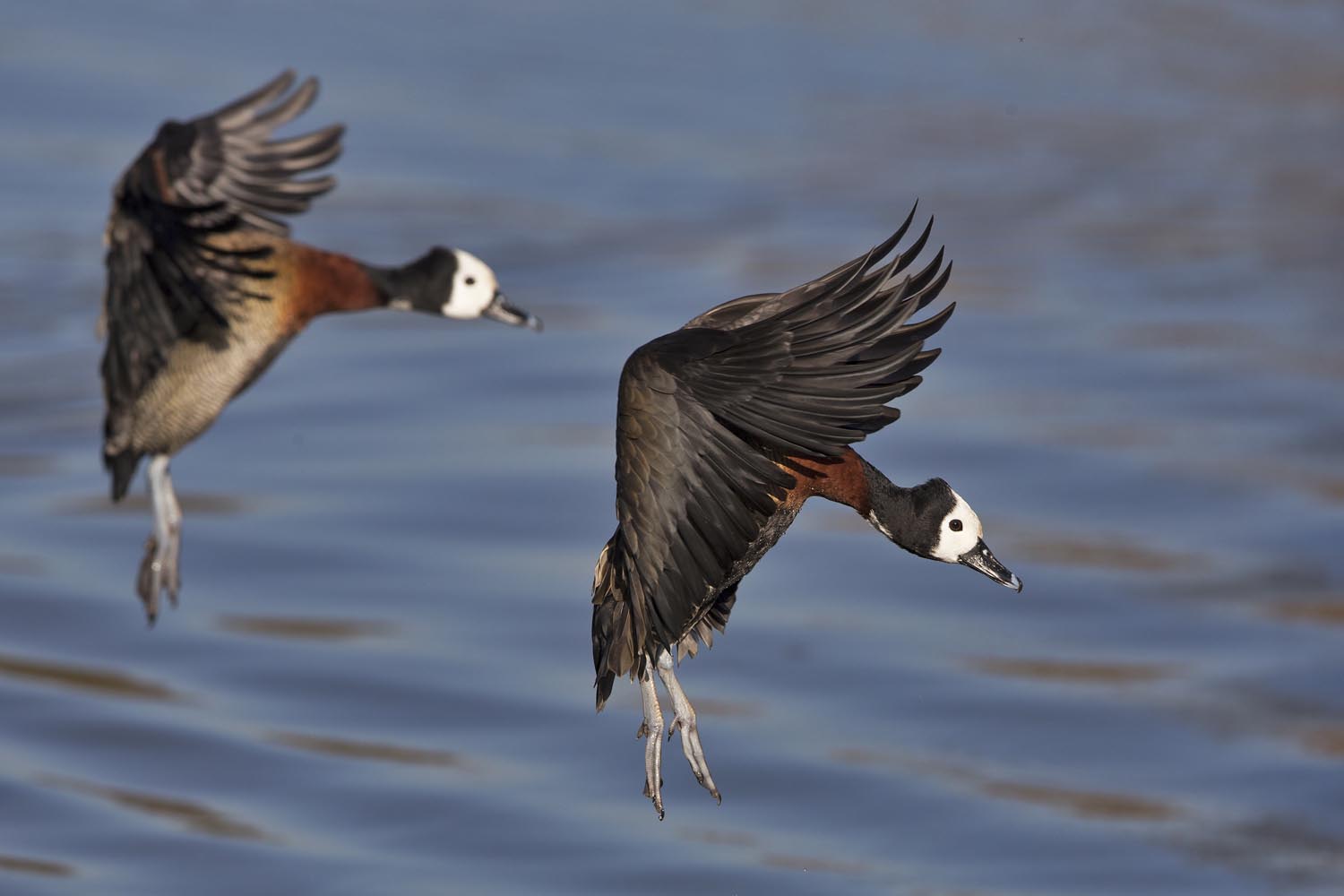 CERU-Celebrating Bird Diversity109