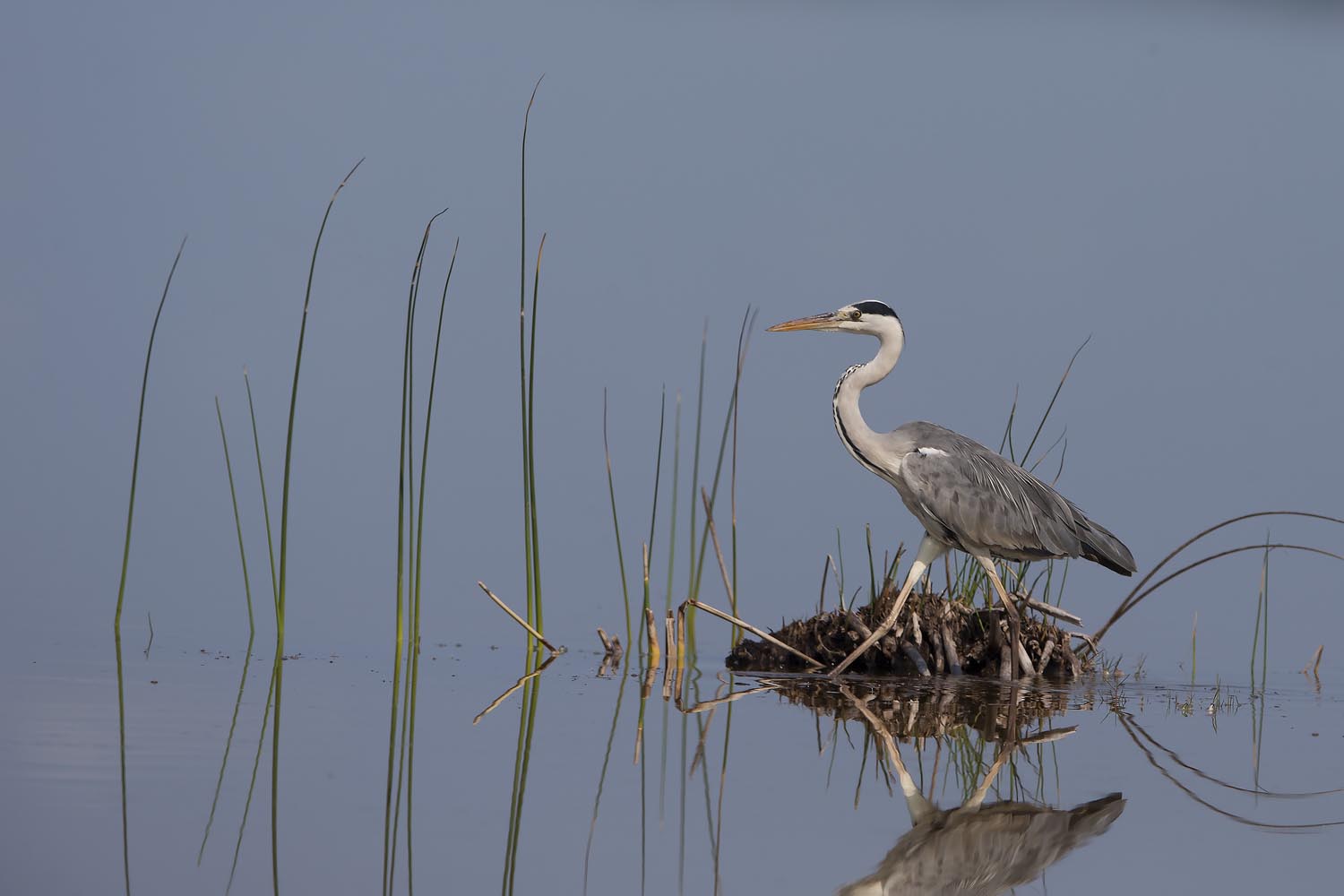 CERU-Celebrating Bird Diversity110